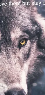 Close-up of a wolf with striking yellow eyes and detailed fur.