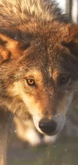 Majestic wolf staring intensely, surrounded by forest ambience.