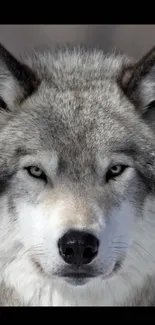 Close-up of a majestic wolf with intense eyes and detailed gray fur.