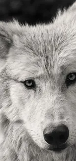 Black and white majestic wolf portrait in natural setting.