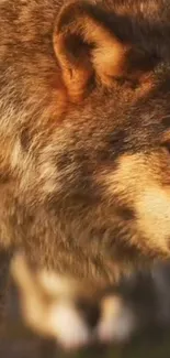 Close-up of a majestic wolf in nature, showcasing its rich brown fur.