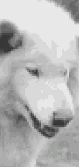 Black and white wolf close-up wallpaper.