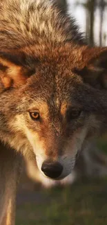 Close-up of a majestic wolf in nature, beautifully captured as a mobile wallpaper.