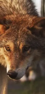 Close-up of a majestic wolf in natural setting, perfect for wallpaper use.