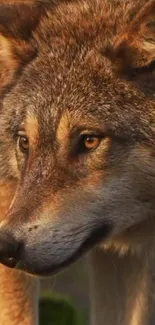 Close-up of a majestic wolf in natural light, showcasing its expressive gaze.