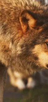 Close-up image of a majestic wolf with earthy brown fur in natural light.