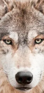 Close-up of a majestic wolf in a stunning mobile wallpaper.