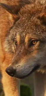 Close-up of majestic wolf in forest setting, nature-inspired wallpaper.