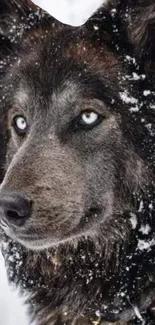 Majestic wolf with snowy fur, piercing eyes in winter scene.