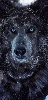 Close-up of a snow-dusted wolf with blue eyes in a winter setting.