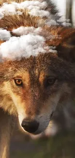 Majestic wolf beneath fluffy clouds in vibrant nature scene.