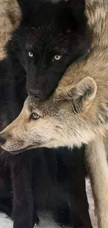 Two majestic wolves in a serene embrace.