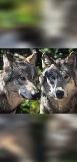 Two majestic gray wolves in a lush forest backdrop, capturing nature's beauty.