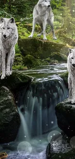 Three white wolves by a forest stream.