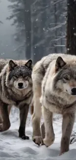 Two wolves walking in a snowy forest setting.
