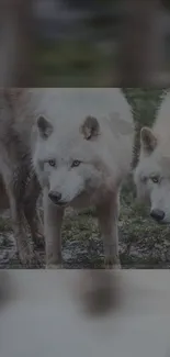 Majestic wolves roaming in a natural landscape.