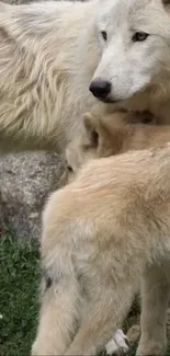 Two majestic wolves in their natural habitat.