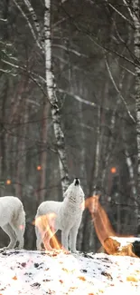 White wolves standing on snowy hill in forest background.