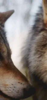 Close-up of two wolves in natural setting, showcasing their captivating gaze.