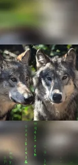 Mobile wallpaper of two majestic wolves with a serene forest backdrop.