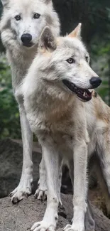 Two majestic wolves in a forest setting on a mobile wallpaper.