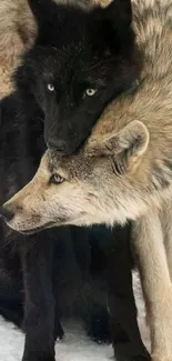 Two majestic wolves in snowy setting.