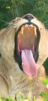 Yawning lioness surrounded by lush green foliage in the wild.