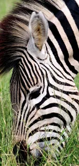 Zebra grazing in open grassland, vivid stripes visible.