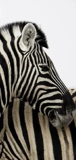 Elegant close-up of a zebra with striking black and white stripes.