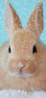 Mammal Racy Whiskers Live Wallpaper