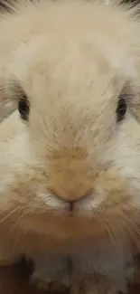 Mammal Snout Whiskers Live Wallpaper