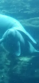 Serene manatee swimming underwater against a rocky background.