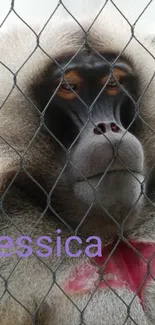 Mandrill behind a chain-link fence with a pink chest.