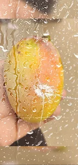 Close-up of a mango with raindrop effects on mobile wallpaper.