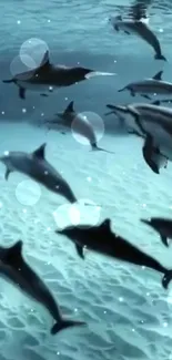 School of dolphins swimming underwater in a serene ocean setting.