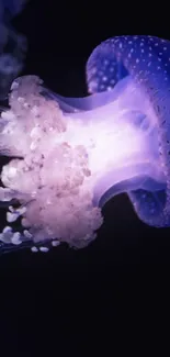 Marine Invertebrates Bioluminescence Jellyfish Live Wallpaper