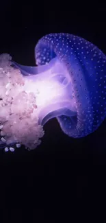 Marine Invertebrates Bioluminescence Jellyfish Live Wallpaper