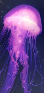 Marine Invertebrates Jellyfish Bioluminescence Live Wallpaper
