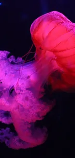 Marine Invertebrates Jellyfish Bioluminescence Live Wallpaper