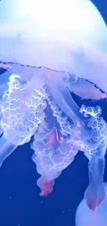 Marine Invertebrates Jellyfish Vertebrate Live Wallpaper