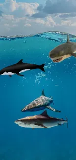 Underwater ocean scene with marine animals and clear blue water.