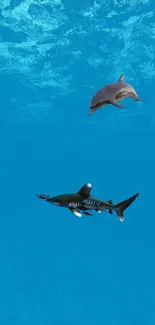 Underwater scene with dolphin and shark swimming in clear blue ocean.