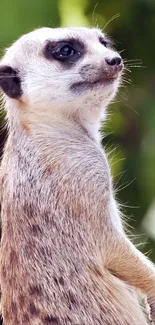 Curious meerkat standing against a green nature backdrop wallpaper.