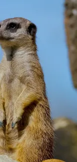 Curious meerkat standing alert on a rocky background in natural light.