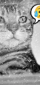 Black and white cat behind rain-covered window with sad emoji.