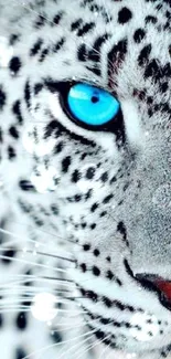 Close-up of a blue-eyed leopard in high definition.