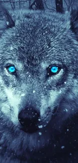 Striking close-up of a blue-eyed wolf in a snowy landscape.