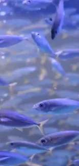 Blue fish swimming in a serene underwater scene.