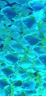 School of blue fish swimming in a vibrant cyan sea on a mobile wallpaper.