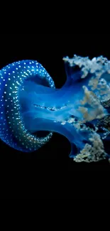 Blue jellyfish gliding gracefully in dark ocean depths.